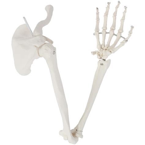 Axis Scientific Human Arm Skeleton Model Life Size