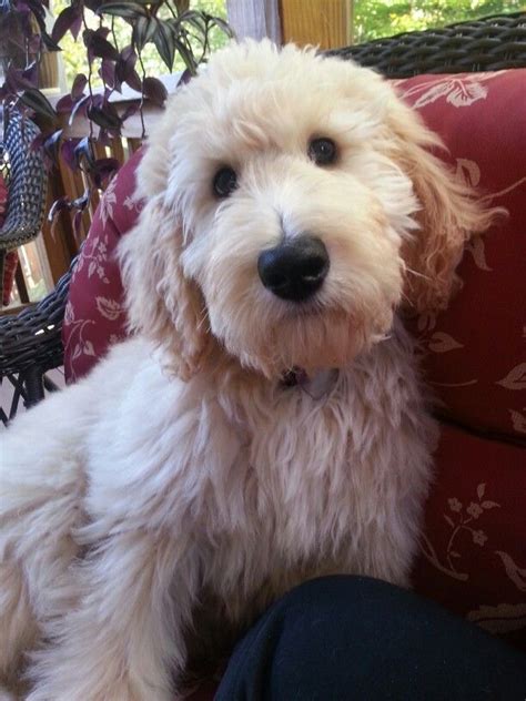 If you do not demand to try too abounding abbreviate beard styles. 16 New Goldendoodle Haircut Guide Pictures - meowlogy ...