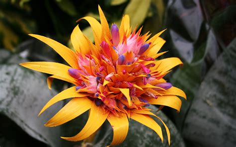 Jump to navigation jump to search. pretty tropical flowers - HD Desktop Wallpapers | 4k HD