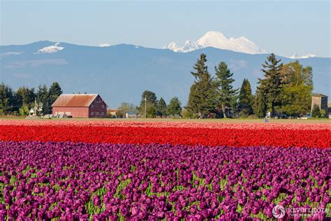 Tulip Fields At The 2018 Skagit Valley Tulip Festival Kevin Lisota