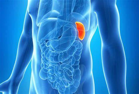 Лечение поджелудочной железы народными средствами » Женский Мир Картинка - Лечение поджелудочной железы народными средствами » Женский Мир