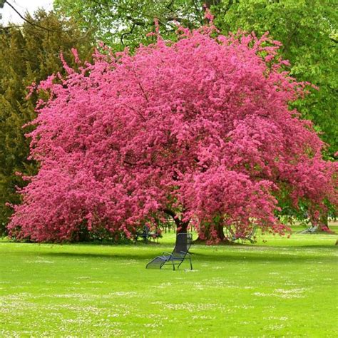 Flowering plum trees are very low maintenance plants that need minimal pruning. Pink Dogwood Urn, Cremation Dogwood Tree - The Living Urn