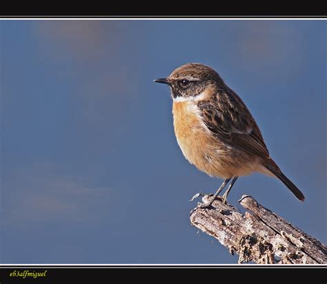 Maybe you would like to learn more about one of these? Tarabilla común europea o (Saxicola torquatus- rubicola ...