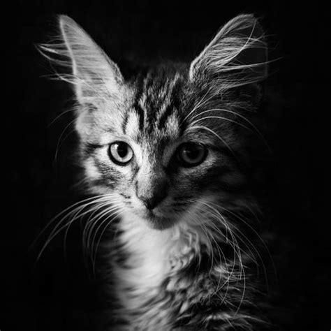 Cats Photographs Page 7 Of 35 Fine Art America