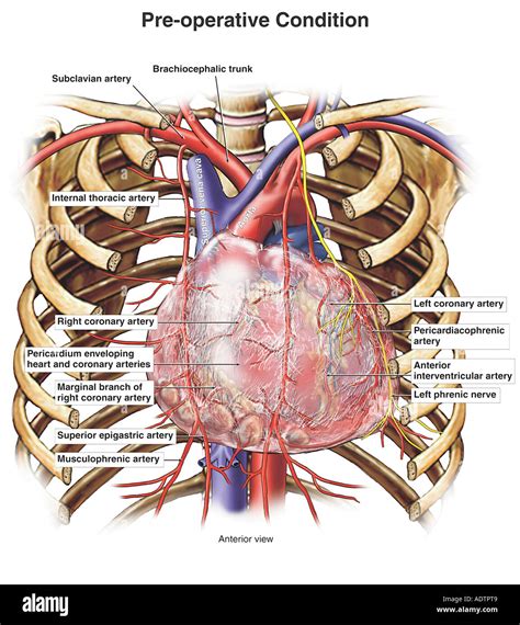 Vascular Anatomy Of The Neck And Upper Thorax Medivisuals Anatomy Of