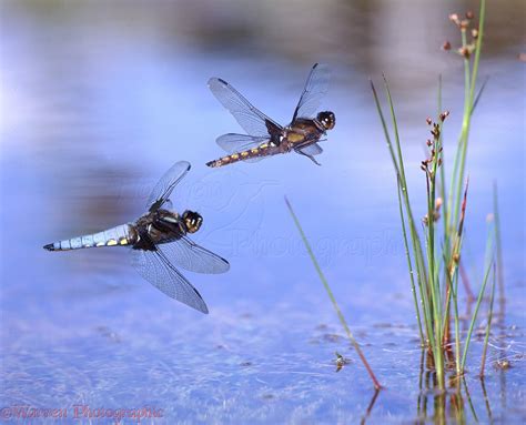Dragonflies Flying Over A Pond Photo Wp07072