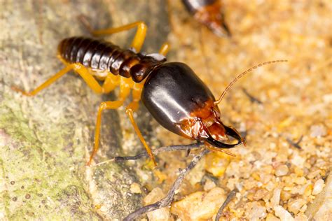 Elderly Termites Are Sent Into Battle To Die First
