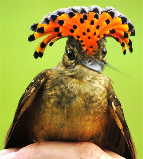 Lets Do Some Zoology Pacific Royal Flycatcher Onychorhynchus