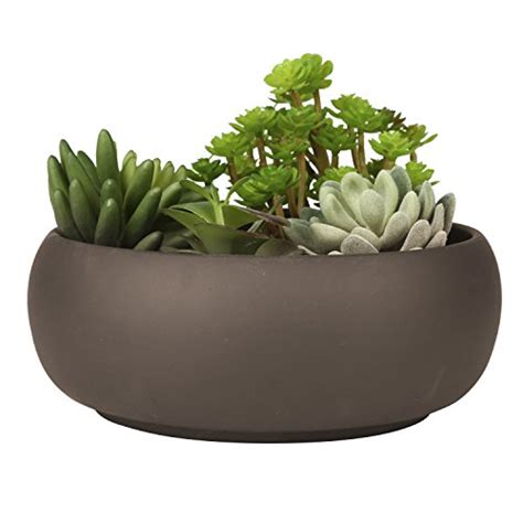 Additionally, larger cacti will have a smaller surface area when compared to volume, which directly impacts evaporation rates. Cactus Pots Indoor: Amazon.com