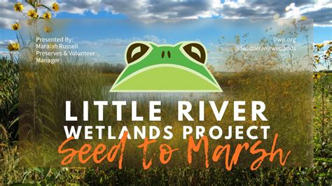 Little River Wetlands Project Seed To Marsh Program Youtube