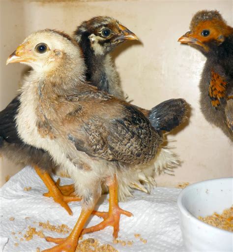You can find three different color varietys in this chicken breed. Angle of Repose - Coming to rest: Awkward Teenagers