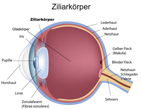 Ziliarkörper Augenarzt Com