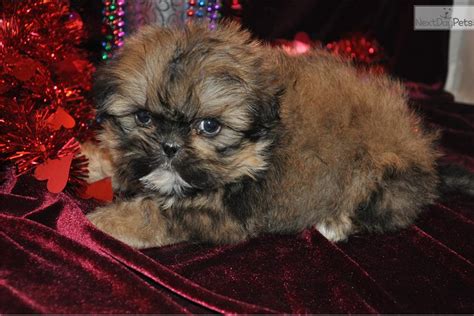 Shih Tzu Puppy For Sale Near Des Moines Iowa 6b7d197d 5231