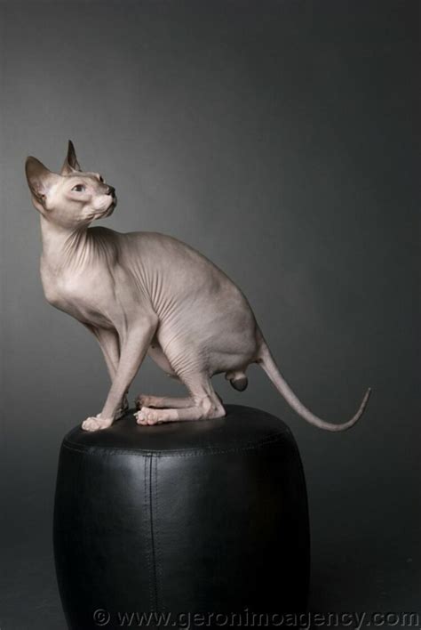 Donskoy Aka Don Sphynx Rare Russian Hairless Cat Unrelated To The