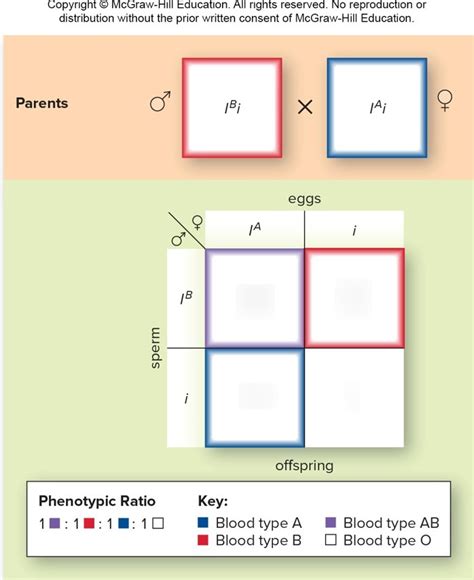 ABO Blood Type Punnett Square Diagram Quizlet