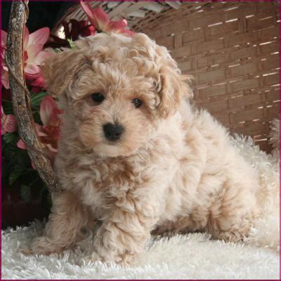 Explore 90 listings for poochon puppies for sale at best prices. Bichon Poodle Puppies for Sale Nursery #1