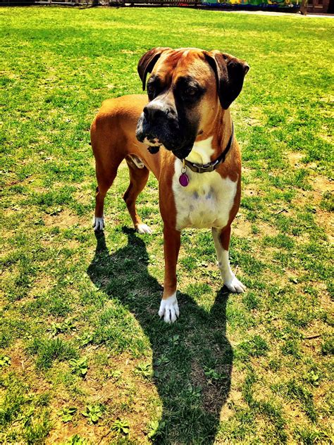 They Grow Up So Fastpics Boxer Breed Dog Forums