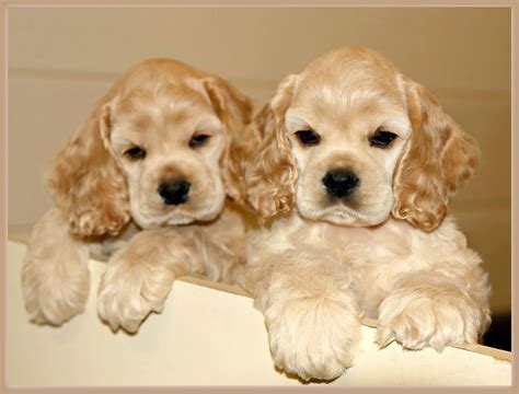 Cocker Spaniel Puppies For Adoption Near Me