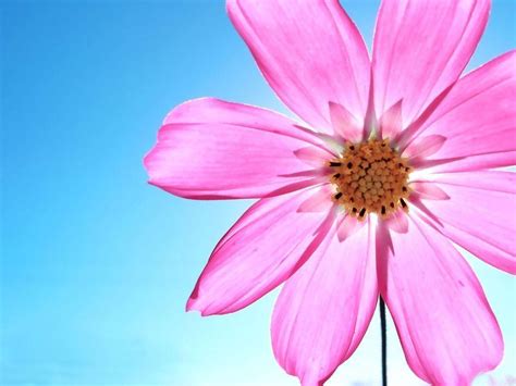 Tons of awesome pink daisy flower wallpapers to download for free. Pink Daisy Wallpapers - Wallpaper Cave