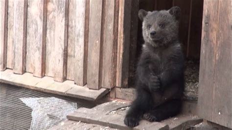 Ifaw Orphan Bear Rescue Project Russia Youtube