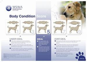 Dogs Newfypoo Weight Chart Pets Stack Exchange