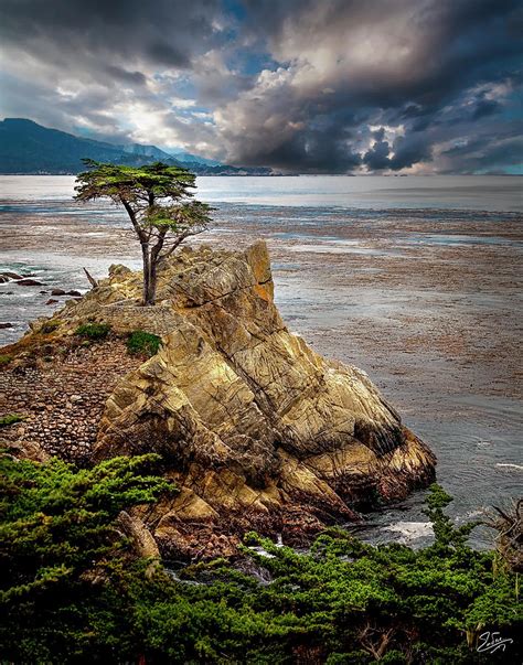 Lone Cypress In Monterey Bay Photograph By Endre Balogh Fine Art America