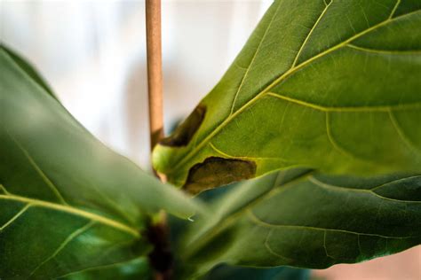 Why Is My Fiddle Leaf Fig Getting Brown Spots The City Wild