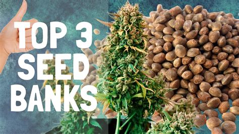 Best 3 Cannabis Seed Banks Online In 2020