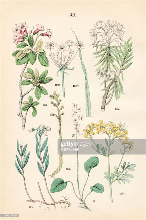 Flowering Rush Bog Rosemary Labrador Tea Hairy Alpenrose Roundleaved Wintergreen Pinesap Rue