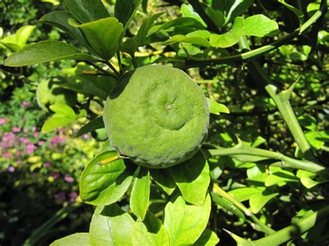 Poncirus trifoliata fruit | Highdown Gardens, near Worthing,… | Flickr