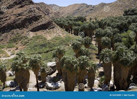 Palm Trees In Canyon Stock Image Image Of Rugged Wilderness 5623089