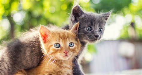 Anak kucing memerlukan makanan yang berbeda dengan kucing dewasa. Kenapa Kucing Jantan Makan Anak Kucing // FaniCat