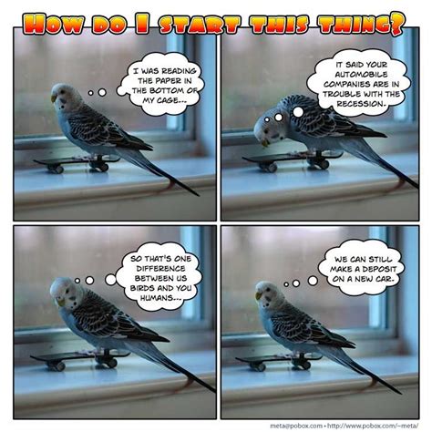 Bird Joke Cute Budgies Budgies Budgie Parakeet