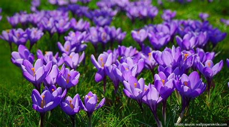 Interesting Facts About Crocuses Just Fun Facts