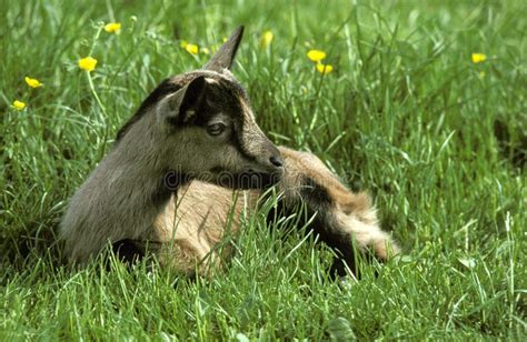 Alpine Chamoisee Goat A French Breed Billy Goat Stock Photo Image