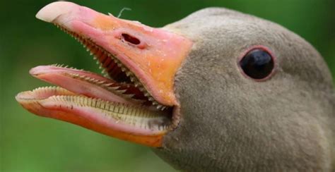 Do Ducks Have Teeth Everything You Need To Know