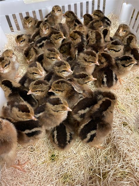 Brown Leghorn Chicks