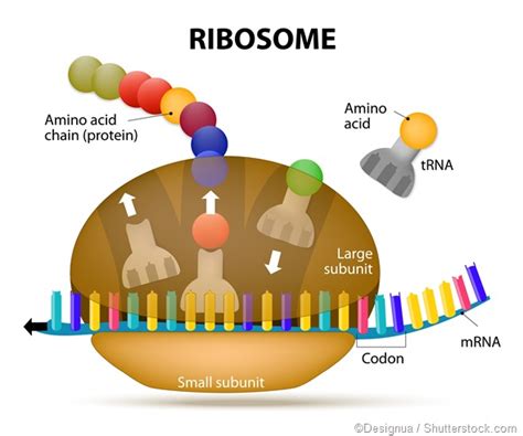 Describe The Role Of Ribosomes In Cells