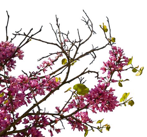 60+ Paling Top Gambar Bunga Sakura Png