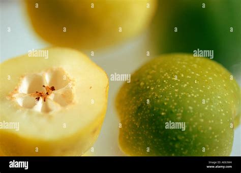 Quince Chaenomeles Japonica Stock Photo Alamy