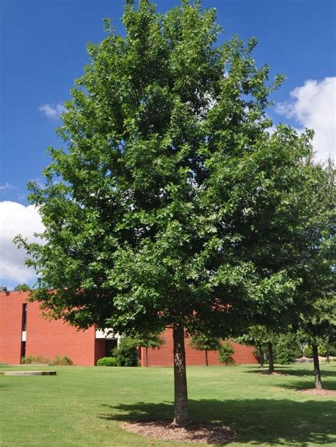 Nuttall Oak Tree Quercus Nuttallii 1 Gallon Potted Plant Healthy
