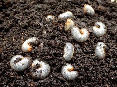 Grubs Or Maggots In Compost What To Do