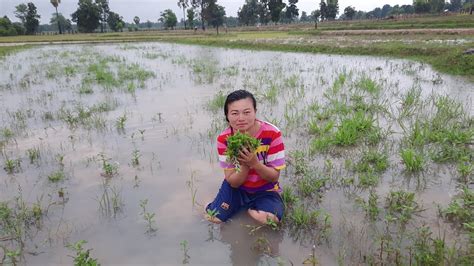 สุดท้ายเขียวจะทำเช่นไร เขาจะเลือกกลับไปใช้ชีวิตหรูหราที่กรุงเทพฯ กับคนรักเก่า หรือจะใช้ชีวิตอยู่ที่บ้านหนองกะแยง ที่. ep263 เก็บผักกะแยงไปใส่แกงหน่อไม้ = ເກັບຜັກກະແຍງໄປໃສ່ແກງຫນໍ່ໄມ້ - YouTube