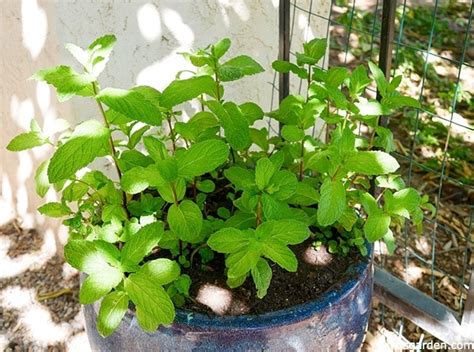How To Prune And Feed Mint Plants Joy Us Garden