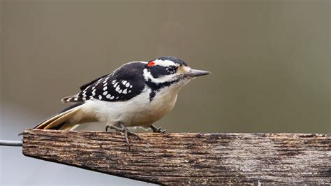 Get To Know These 15 Common Birds Audubon