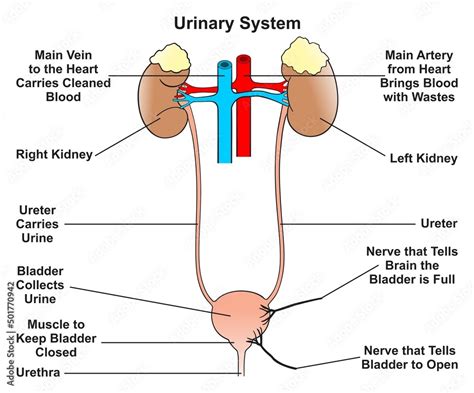 Human Urinary System Infographic Diagram Structure And Parts Including