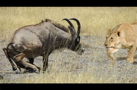 Animal Sighting Battle Between Lions And A Roan Antelope Watch