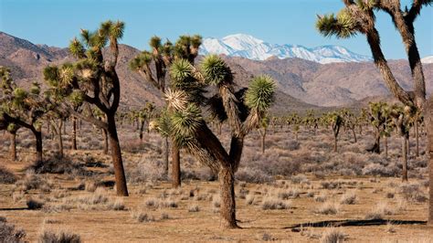 Human Remains Have Been Found In Californias Joshua Tree