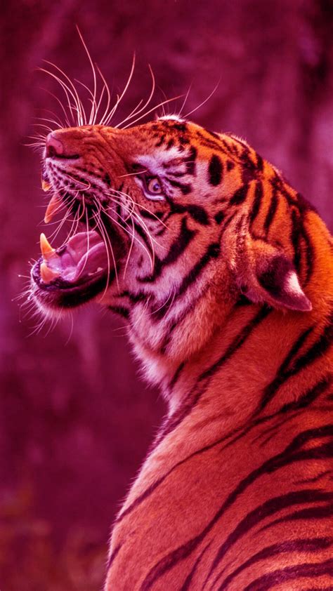 Tiger Wallpaper Nawpic