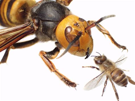 bee vs wasp vs hornet here are the key differences